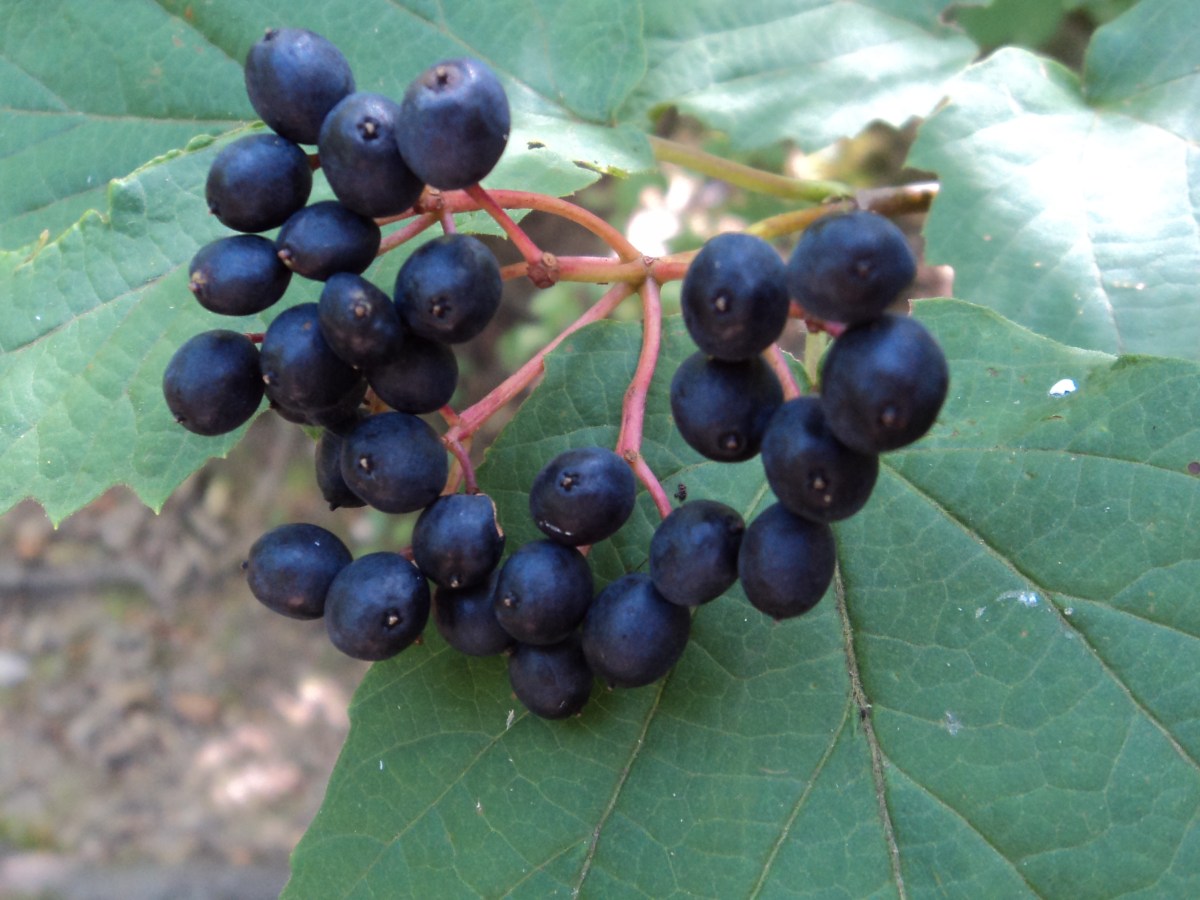 3 Reasons to Plant&nbsp;Natives