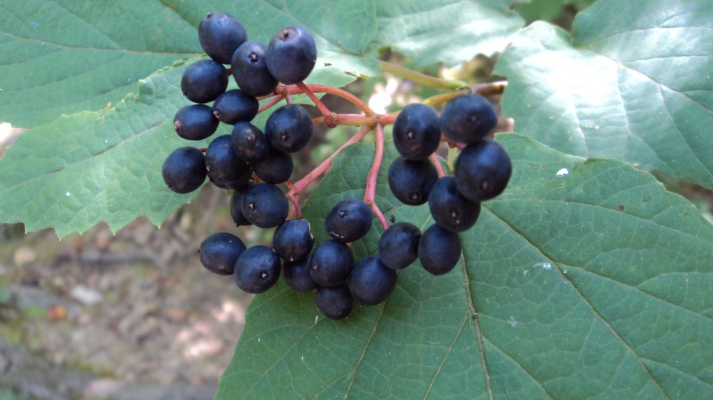 A close-up shot of berries which are dark purplish blue, almost black, against the maple-shaped leaves of mapleleaf viburnum plant. The background is of an earthen forest floor.